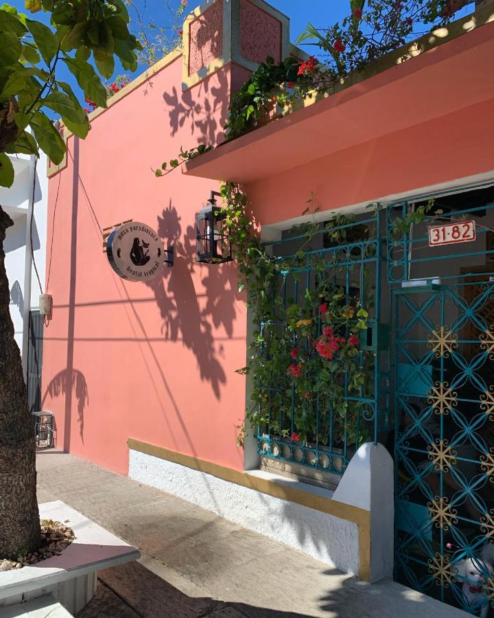 Hostel Musa Paradisiaca 圣玛尔塔 外观 照片